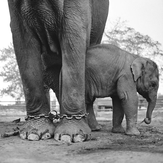 Hodowla s�oni. Kr&oacute;lewski Park Narodowy Chitwan (tytu�: &bdquo;Skr�powani&rdquo;).