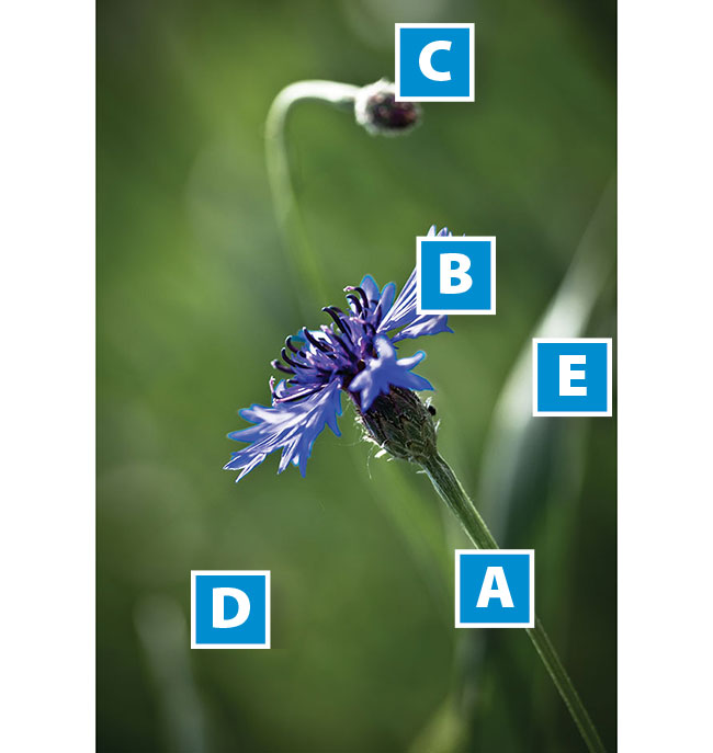 Zdjcie pana Marcin Stiebal jest niewinn zabaw plastyczn. Na ciemnozielonym tle, niemal na przektnej obrazu, podkrelonej lini odygi [A], wdzicz si do siebie niebieski chaber [B] i drugoplanowy pk [C]. Jasne nieostroci odyg [D] [E] rozbijaj monolit ta. Ten obraz jest ciekawym i udanym przypadkiem kompozycji przewrotnej, w której najwysz ostro ma kwiatek [B], najwyszy kontrast – pk [C]. Powoduje to, e nasze oczy mocno kusi ostro bkitnego chabru, jednoczenie silnie cignie kontrast walorowy nieostrego pka.