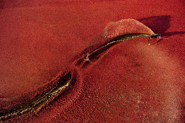 Fotograf:&nbsp;Ryan Taylor. Sportowiec: Ben Horan. Miejsce: Manitowish Waters, Wisconsin, USA. Wyr&oacute;�nienie w&nbsp;kategorii &bdquo;Illumination&rdquo;. Sprz�t: Nikon D4 z&nbsp;obiektywem 24&ndash;70&nbsp;mm f/2,8. Parametry: ISO&nbsp;640; f/5; 1/1250&nbsp;s. Zdj�cie wykonane w&nbsp;pa�dzierniku 2012 r. przedstawia wakeboarding na&nbsp;polu �urawiny.