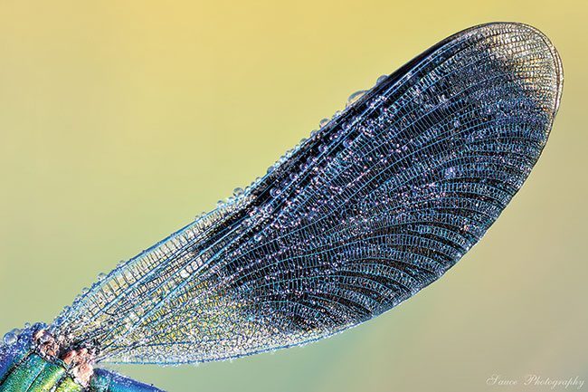 Skoro mamy ju zdjcie waki w caoci, pomylmy o zblieniu. Mona pokaza sam gow z piknymi fasetkami, lub skupi uwag na detalu, np. wspaniaej mapie na skrzydle owada.