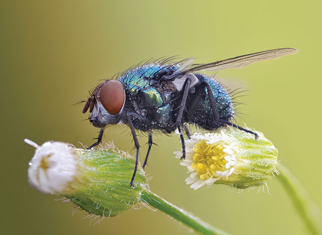 Zdjcie wykonaem Sigm 105 wraz z jednym piercieniem porednim i Raynoxem. Muchy to trudny temat. Mimo niskich temperatur rano potrafi si porusza, a na dodatek s bardzo szczegóowe. Problemem jest dowietlenie metalizujcej chityny aby uzyska dobry efekt. Kolejny minus to fakt, e muchy to mae stworzenia i gbia ostroci bardzo spada, dlatego naley wykona focus stacking – tzn. zrobi kilka uj z rón paszczyzn ostroci  i poczy w jedno finalne zdjcie jak na przykadzie. O AF moemy zapomnie, tylko tryb rczny. Dua skala wymusza dugie czasy nawietlania, wic jeli trafimy na wiatr moemy zapomnie o udanym zdjciu.