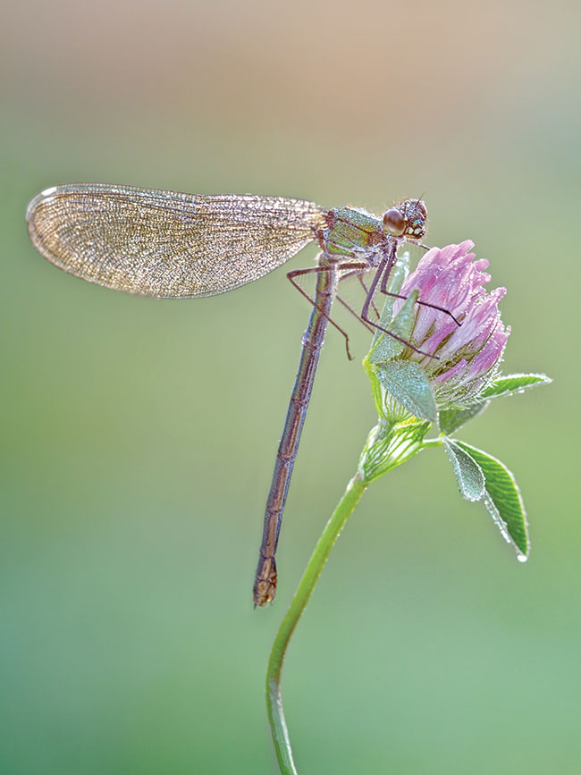 witezianka sfotografowana na czerwonej koniczynie. Dopiero w tym roku udao mi si pokaza te pikne waki. Lekka mga i delikatne ranne wiato pozwolio uzyska wrcz oniryczny efekt.