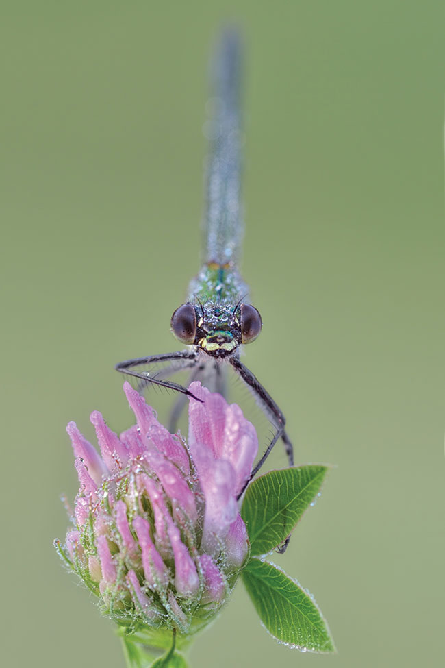 Kolejne ujcie witezianki. Tym razem czysto portretowe. Przysona f/6,3 „pozwolia” uzyska ostre oczy, a przy tym dodaa plastyki zdjciu. Mamy wraenie, e waka dosownie wyania si z rannego rozmytego rodowiska. S to bardzo ciekawe owady. Starajmy si wiec pokaza ich wyjtkowo.
