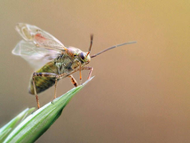 Kolejny dynamiczny kadr pluskwiaka. Tym razem najprawdopodobniej jest to rodzina Lygaeidae. Wyobracie sobie: wschodzce soce i drobny owad suszcy swoje skrzyda w delikatnych promieniach na samym skraju dba trawy. Stara si by jak najwyej, aby jak najszybciej ogrza si po nocnej hibernacji. 