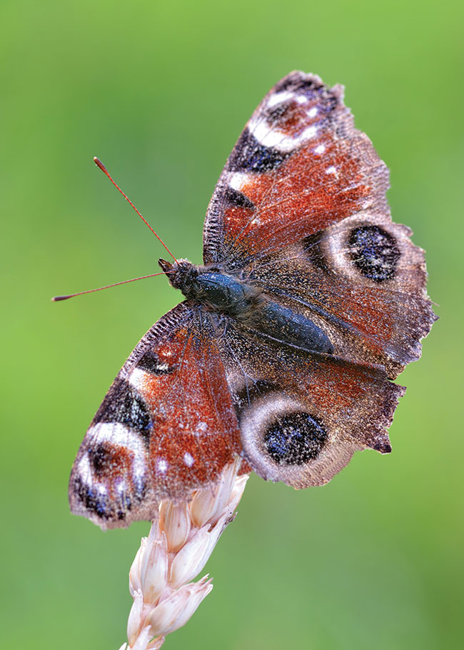 Rusaka pawik to bardzo popularny polski motyl. Ten kadr zosta wykonany do póno, wic jest to prawdziwy weteran. Nie polecamy makro z tej perspektywy, jednak czasem moemy uzyska zdjcia, które ­docenili by entomolodzy  tworzcy atlasy.