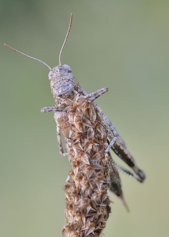 Skakun szydówka –  zupenie inne podejcie i perspektywa. Staraem si zrobi co wbrew schematom mówicym, e dobre makro mona wykona jedynie z profilu. W tym przypadku pooyem si na trawie i zrobiem zdjcie z perspektywy abiej, przez co mamy wraenie e jestemy czci tego piknego ekosystemu.