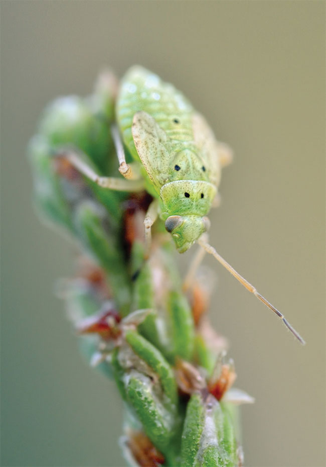 Malutki pluskwiak z rodziny Miridae. Chciaem pokaza, e makrofotografia to nie tylko waki i motyle. Jest to cae mnóstwo drobnych bohaterów, którzy tylko czekaj a znajd si na naszych zdjciach! Sigma 105 mm wraz z zapitym Raynoxem i przysona f/8 „pozwoliy” na zrobienie ostrego, a jednoczenie plastycznego zdjcia. Musimy pamita, e im wiksza skala odwzorowania (patrz wydanie specjalne o obiektywach) tym gbia ostroci jest coraz mniejsza – wrcz papierowa. Dlatego te ostry jest jedynie niewielki fragment owada.