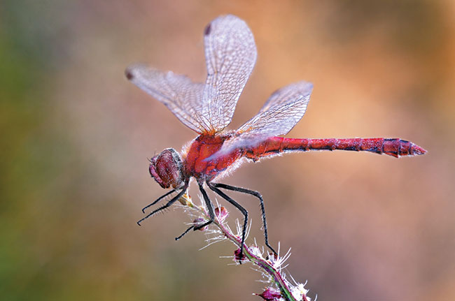 Szablak czerwony – dosownie skpany w promieniach wschodzcego soca. Wysuszone pole po niwach kontrastuje z wci yw zieleni    rolin otaczajcych ten uprawny teren. Owad jest dosownie na granicy tej bajkowej scenerii.