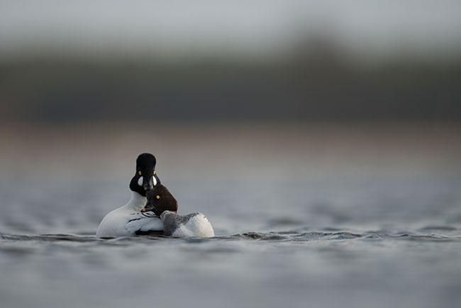 „Mio ggoów”. Nikon D800 + Nikkor 600 mm.  Parametry: f/4, korekta ekspozycji +0,3 EV; 1/2500 s, ISO 200.  Miejsce: wiosenne rozlewiska rzeki Odry k/ Kostrzyna.  1. miejsce w konkursie pt. „Ksiga natury”.