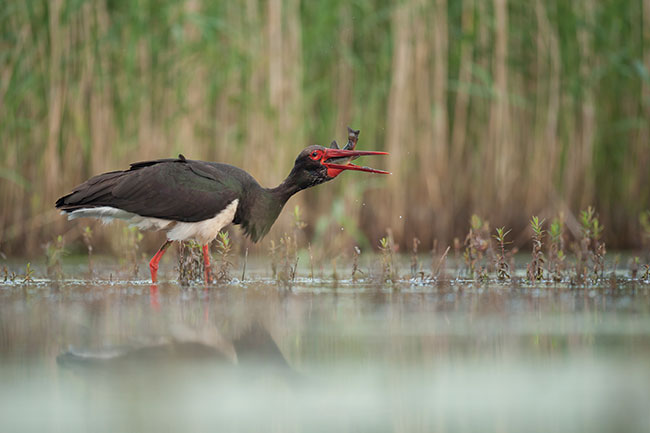 Zdjcia nagrodzone w konkursie „Bagna wiata”. Nikon D3 + Nikkor 500 mm. 