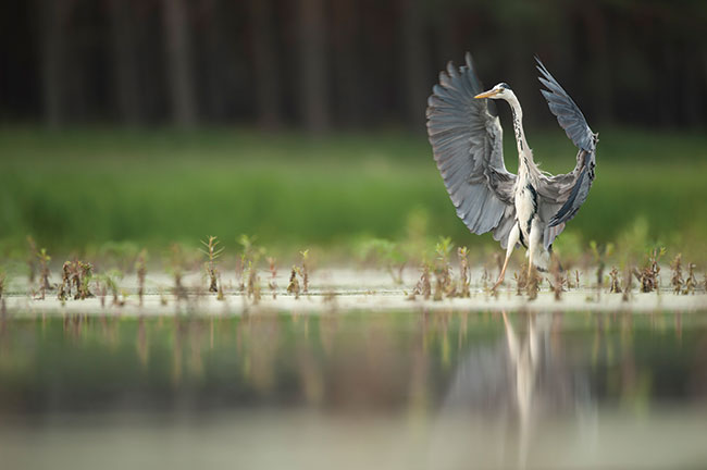 „Balet na bagnach”. Zdjcie nagrodzone w konkursie „Bagna wiata”. Nikon D3 + Nikkor 500 mm.  Szczegóowy opis serii na str. 30.