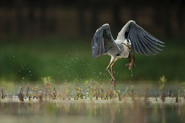 „Polowanie na grub ryb” – fragment cyklu zdj wyrónionych w konkursie „Marshes Of The World”, czyli „Bagna wiata” zostay przeze mnie wykonane podczas warsztatów fotografii przyrodniczej Akademii Nikona. Sprzt, którym si posuyem, to Nikon D3 z obiektywem Nikkor 500 mm f/4. Teren, na którym fotografowaem to dolina ujcia rzeki Warty do Odry, obfitujca w ptaki. Dzie fotograficzny zaczem bardzo wczenie, waciwie jeszcze w nocy. O trzeciej rano byem ju w terenie, przyodziany w suchy skafander nurkowy i pywajcy kamufla. Po czterech godzinach oczekiwania i intensywnego fotografowania w pozycji lecej w bagnie na horyzoncie, wród trzcin, pojawi si bohater mojego reportau – czapla siwa. Daem jej czas, aby oswoia si z otoczeniem i nabraa pewnoci, e jej erowisko jest bezpieczne. W fotografii ptaków wane jest, aby wiedzie w którym momencie zacz fotografowa, aby nie sposzy przedwczenie ptaka, który nie wpad jeszcze w sza erowania i jest jeszcze ostrony i podejrzliwy w stosunku do caego otoczenia. Czapla upolowaa lina. Ale jaki to by lin! By tak ciki i wielki, e czapla nie moga si z nim wzbi w powietrze ani nie bya w stanie go pokn. Mój aparat ustawiony w trybie cigego ledzenia ostroci i szybkich seryjnych zdj ostro pracowa. Próba poknicia zdobyczy zakoczya si fiaskiem – czapla pozostawia zdobycz i odfruna.