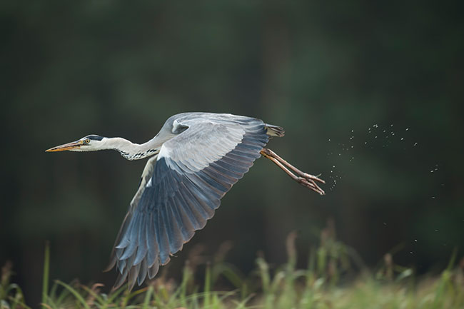 „Czapla siwa w locie”. Nikon D3 + Nikkor 500 mm.  Parametry: f/4, 1/500 s, ISO 200.  Miejsce: rozlewiska Odry k/ Kostrzyna.