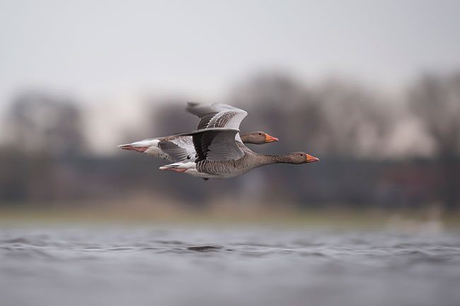 „Para gsi ggawych”. Nikon D3 + Nikkor 500 mm. Parametry: f/4, 1/640 s, ISO 640. Miejsce: rozlewiska Odry k/ Kostrzyna.