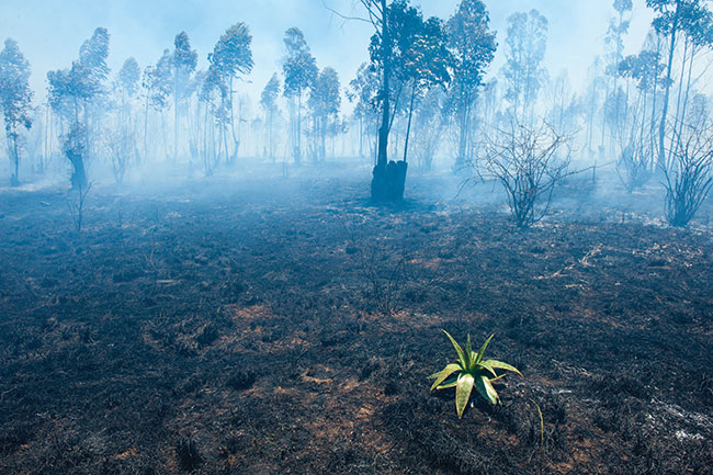 Pod koniec pory suchej busz zapala si� od&nbsp;uderze� piorun&oacute;w. Nocne po�ary to codzienno�� w&nbsp;Zimbabwe, co umo�liwia uchwycenie trudnego do&nbsp;zdokumentowania w&nbsp;innych okoliczno�ciach �ywio�u. Tzw. &bdquo;zimne po�ary&rdquo; ko�cz� si� bardzo szybko, wypalaj�c trawy i&nbsp;pozostawiaj�c bez uszczerbku drzewa i&nbsp;inne ro�liny. Pogorzelisko to fantastyczna sceneria do&nbsp;pracy