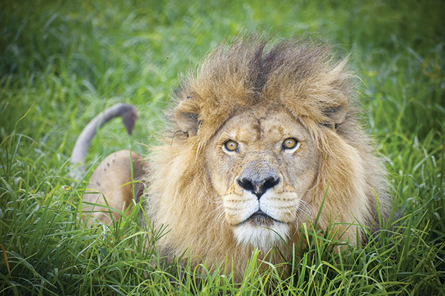 Przyjazd do&nbsp;Zimbabwe w&nbsp;czasie pory deszczowej lub po&nbsp;niej zaowocuje w�a�nie takimi soczysto zielonymi plenerami, &bdquo;niepasuj�cymi&rdquo; do&nbsp;Afryki. Zamiast lwa w&nbsp;buszu na&nbsp;zdj�ciach b�dzie widnia� lew w&nbsp;ogr&oacute;dku. P�owe sawanny mo�na sfotografowa� mi�dzy majem i&nbsp;pa�dziernikiem.