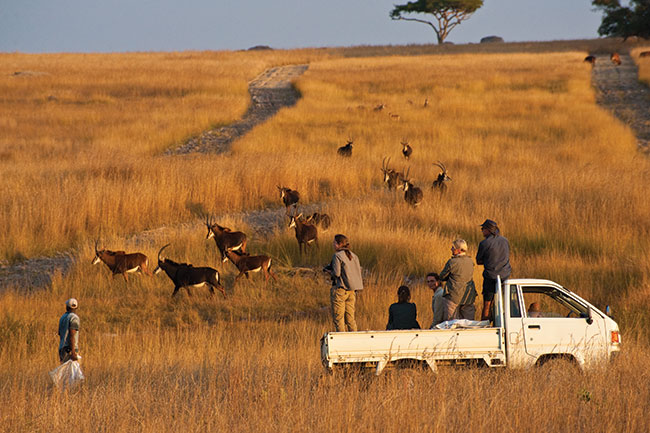 Przyjazd do&nbsp;Zimbabwe w&nbsp;czasie pory deszczowej lub po&nbsp;niej zaowocuje w�a�nie takimi soczysto zielonymi plenerami, &bdquo;niepasuj�cymi&rdquo; do&nbsp;Afryki. Zamiast lwa w&nbsp;buszu na&nbsp;zdj�ciach b�dzie widnia� lew w&nbsp;ogr&oacute;dku. P�owe sawanny mo�na sfotografowa� mi�dzy majem i&nbsp;pa�dziernikiem.