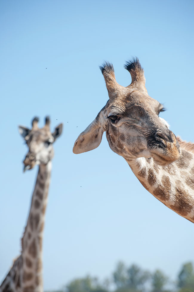 �yrafy s� niezmiernie trudne do&nbsp;sfotografowania. S� zbyt wysokie (nawet pi�� metr&oacute;w!) by je zmie�ci� w&nbsp;typowym kadrze. Najcz�ciej zostaj� albo pe�ne plany kontekstowe, albo detale.