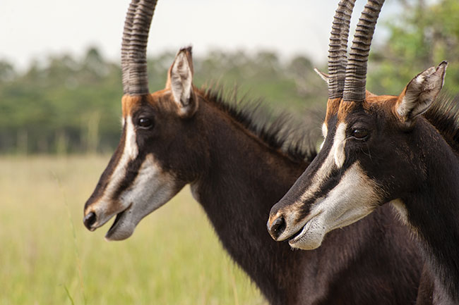 Wszystkie &shy;antylopy (tak jak te szablorogie) oraz zebry s� bardzo p�ochliwe. Podej�cie na&nbsp;trzydzie�ci metr&oacute;w za&nbsp;ka�dym razem spowoduje ich ucieczk�.