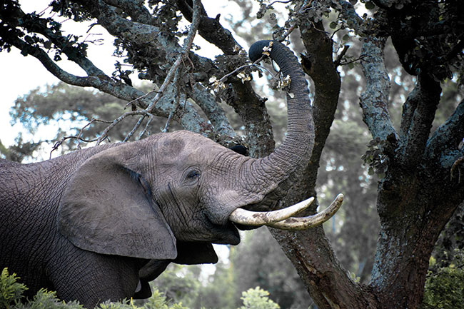 S�onie s� bardzo wdzi�cznym tematem, ale i&nbsp;niebezpiecznym. Uwa�a� trzeba zw�aszcza na&nbsp;samice z&nbsp;m�odymi, kt&oacute;re b�d� chroni� dzieci du�o bardziej agresywniej ni� samce.