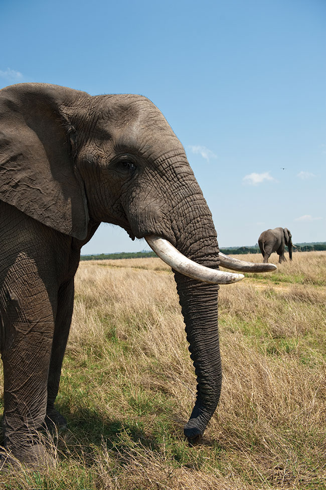 Takie kadry z&nbsp;bliska mo�na uchwyci� tylko w&nbsp;prywatnych rezerwatach, gdzie zwierz�ta s� przyzwyczajone do&nbsp;obecno�ci ludzi. W dzikim buszu podej�cie na&nbsp;pi�� metr&oacute;w do&nbsp;samca s�onia to niemal pewna �mier�.