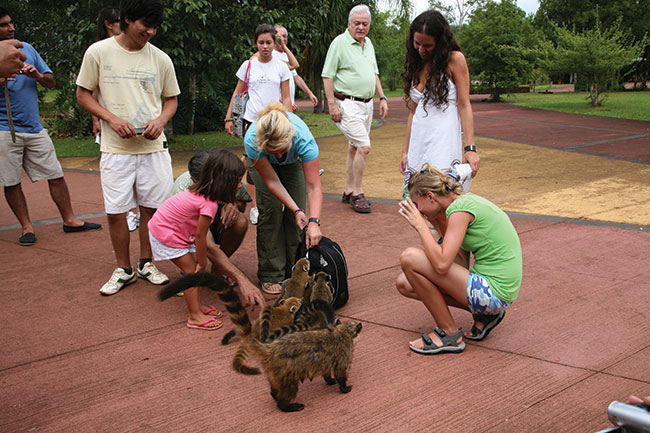 Park Narodowy Iguazu – koati buszuj w plecakach turystów.