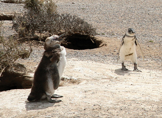 Punta Tomba – kolonie  pingwinów ­Magellana.