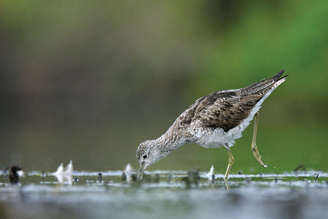 © fot. Miosz Kowalewski erujcy kwokacz. Sfotografowany podczas leenia na bocie. Siewki nale do mniej pochliwych gatunków, kamufla nie musi by wic perfekcyjny – wystarczy pooy si pod siatk maskujc. Uyty sprzt: Nikon D300 + 300/2,8 + TC-E 2.0×, statyw. 