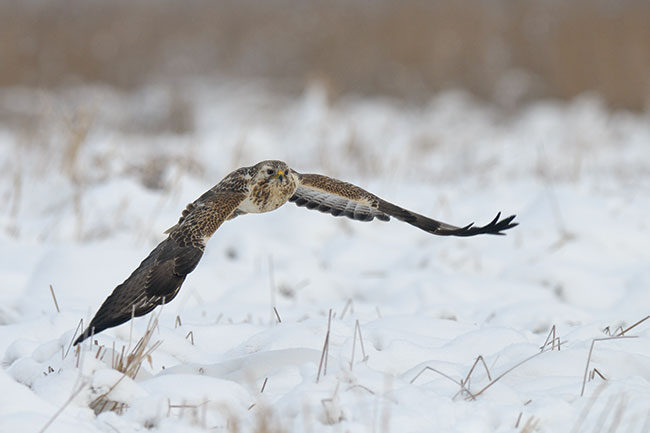 © fot. Miosz Kowalewski Myszoów zwyczajny - wyjtkowo wdziczny temat do fotografowania z czatowni zim. Tutaj wida wielk zmienno osobnicz gatunku – spotka mona ptaki zarówno bardzo jasne, jak i o ciemnobrzowym upierzeniu. Do zdj akcji zdecydowanie lepiej uywa TC-E 1,4× zamiast TC-E 2.0×. Tutaj zdjcia wykonane za pomoc: Nikon D300 + 300/2,8 + TC-E 1,4×, statyw.