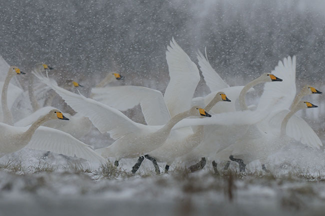 © fot. Miosz Kowalewski „Anioy przedwionia” (z cyklu). abdzie krzykliwe. Sprzt: Nikon D300 + 300/2,8 + TC-E 1,4×. Zdjcie powstao w marcu 2013, podczas wyjtkowo srogiego powrotu zimy.