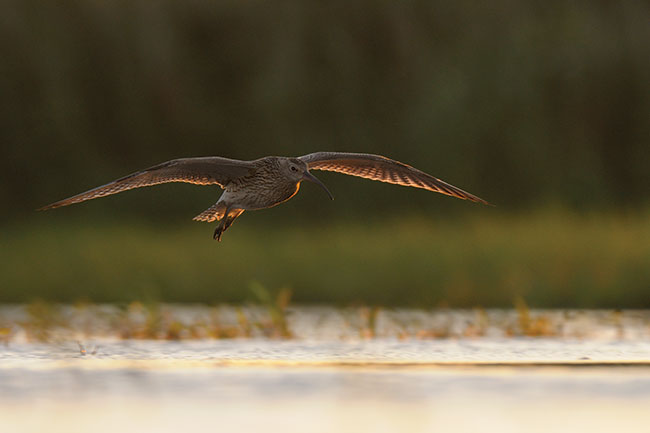 © fot. Miosz Kowalewski Kulik wielki wracajcy na noclegowisko na stawie. Uyty sprzt: Nikon D300 + 300/2,8 + TC-E 2.0×, fototratwa.