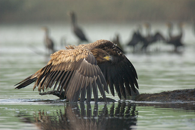 © fot. Miosz Kowalewski „Kawaek suchego ldu”. Mody bielik. Bieliki miaem okazj fotografowa jesieni, z botnistej wyspy, na której przebywaem niemal dwie doby.  Uyty sprzt: Nikon d70s + 300/2,8 + TC-E 2.0×, statyw. 