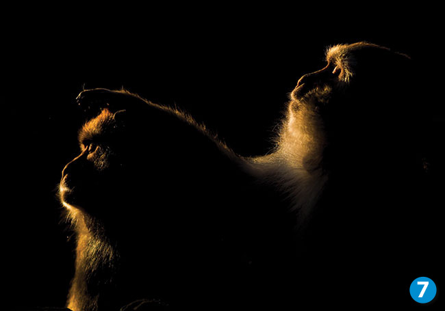 Czasem mona wykona zdjcie pod wiato, tak aby niepotrzebne elementy ukry w czerniach – makaki rezusy, Nepal. Olympus E-M1 + Zuiko Digital 75 mm f/1,8. Par. eksp.: 1/8000 s; ISO 200; f/1,8; f=78 mm
