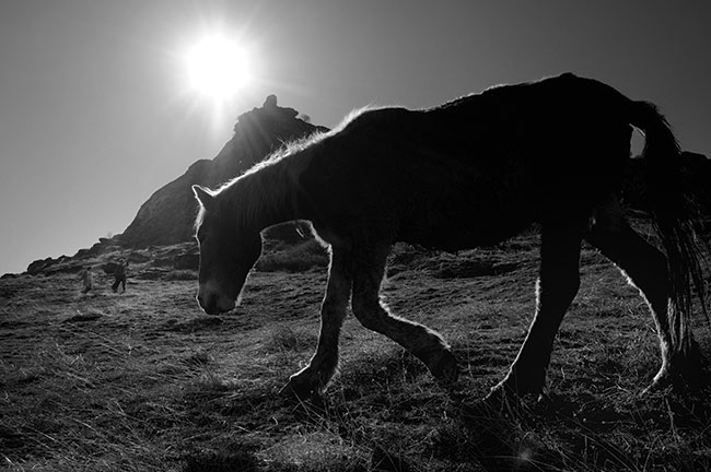 Dzikie konie pasce si w okolicach Prilepu, centralna Macedonia. Nikon D300S + 18-55 mm f/3,5-5,6; par. eksp.: 1/2500 s; ISO 200; f/7,1; f=23 mm 