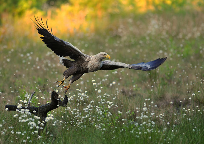 Start drapienego ptaka: najdusza ogniskowa obiektywu, punktowy pomiar ostroci, ledzcy autofocus i prowadzenie obiektywu za ptakiem.