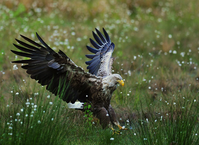 Ldowanie ora: obiektyw nieruchomy, automatyczne wielopunktowe ledzenie ostroci i najkrótsza ogniskowa.