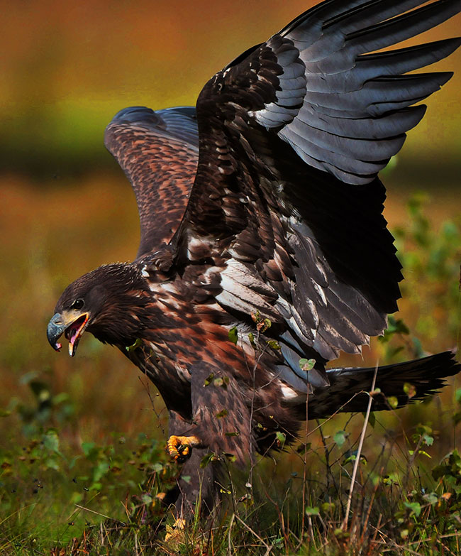 Wyranie wkurzony mody bielik, któremu czapla zabraa wyoon ryb sprzed nosa. 