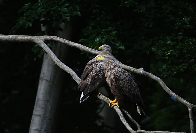 Jak fotografowa BIELIKI