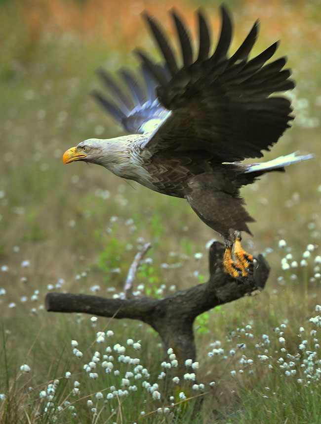 Równolegy lot do czoa obiektywu pozwala na wyeksponowanie dynamiki a podkrela to jeszcze maa gbia ostroci. 