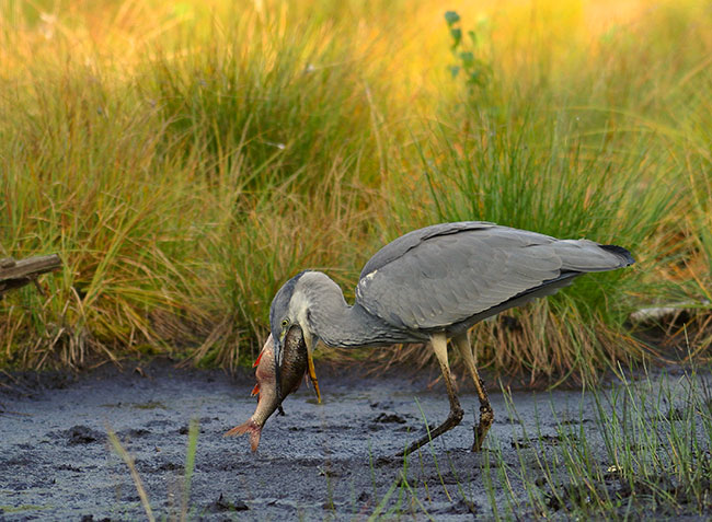 Ory ryb rozszarpuj, ale czapla ukradzion przynt yka (z trudem) w caoci...  