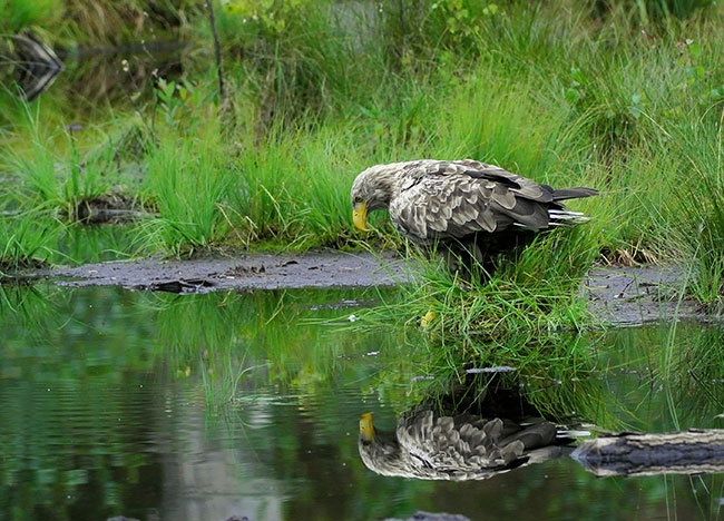Przy wodopoju. Orlica jest wyranie zainteresowana swoim odbiciem... 
