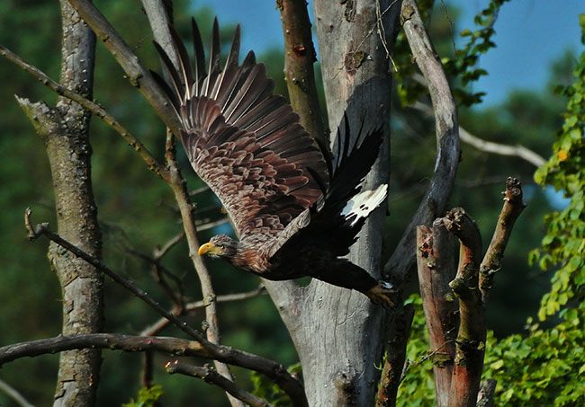 Fala upaów te dawaa si bielikom we znaki. W tym okresie byy jako wyranie brzydsze... 