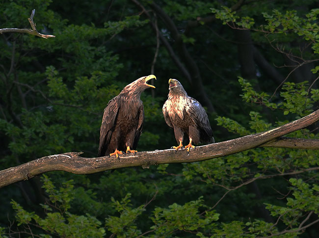 Po udanych owach w promieniach zachodzcego soca bieliki piewaj pie miosn...
