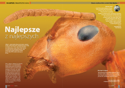 Najlepsze z najlepszych