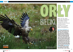 Ory bieliki