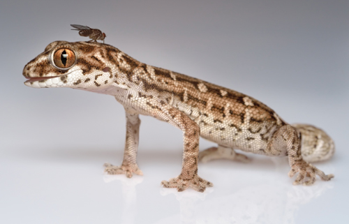 Uchwyci� moment linienia, czyli zrzucania starego nask&oacute;rka, to nie lada gratka i&nbsp;wyj�tkowe szcz�cie ,,opiekuna&rdquo;. W&nbsp;tym przypadku jest to gekon Gekko vittat