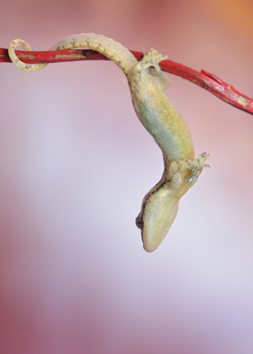 Uchwyci� moment linienia, czyli zrzucania starego nask&oacute;rka, to nie lada gratka i&nbsp;wyj�tkowe szcz�cie ,,opiekuna&rdquo;. W&nbsp;tym przypadku jest to gekon Gekko vittat