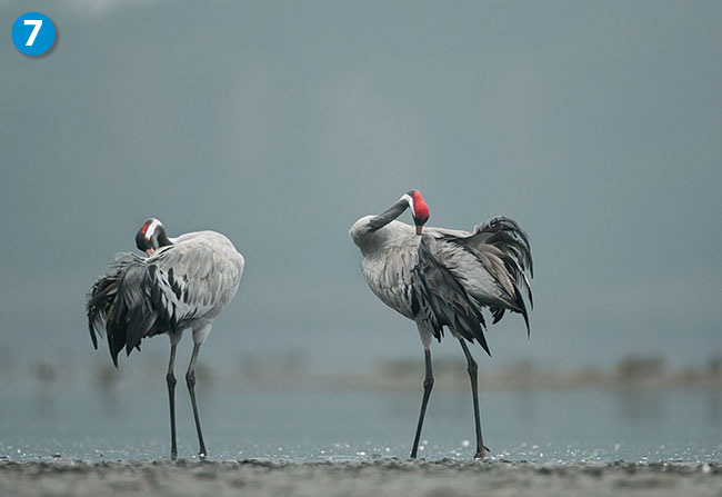 Poranna toaleta jest nieodzownym elementem kadego dnia. Zastosowanie dugiego obiektywu pozwolio na wyeksponowanie ptaków, jednoczenie adnie rozmywajc to. Canon EOS-1D MIII + Canon 500 mm f/4 USM IS L. Par. eksp.: 1/1250 s; ISO 320; f/4; f=500 mm; fot. Dariusz Ogoza