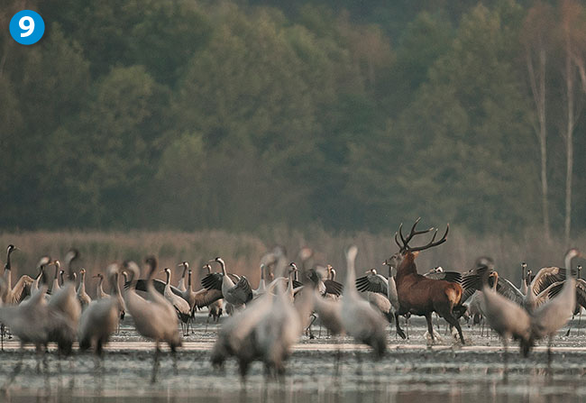 Wspaniaa symbioza. Widok jelenia poród ptaków nie jest czym niezwykym. Ptaki nie obawiaj si nawet wikszej iloci duych ssaków. Czekajc na ujcie bdmy przygotowani na wszelkie niespodzianki. Canon EOS-1D MIII + Canon 500 mm f/4 USM IS L. Par. eksp.: 1/400 s; ISO 800; f/4; f=500 mm; fot. Dariusz Ogoza