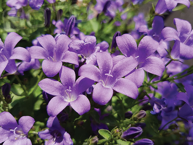 Przy skorzystaniu z trybu lupy za pomoc S7 moemy wykonywa zdjcia makro selektywnie wybierajc punkt ostroci poprzez wskazanie palcem na ekranie. 